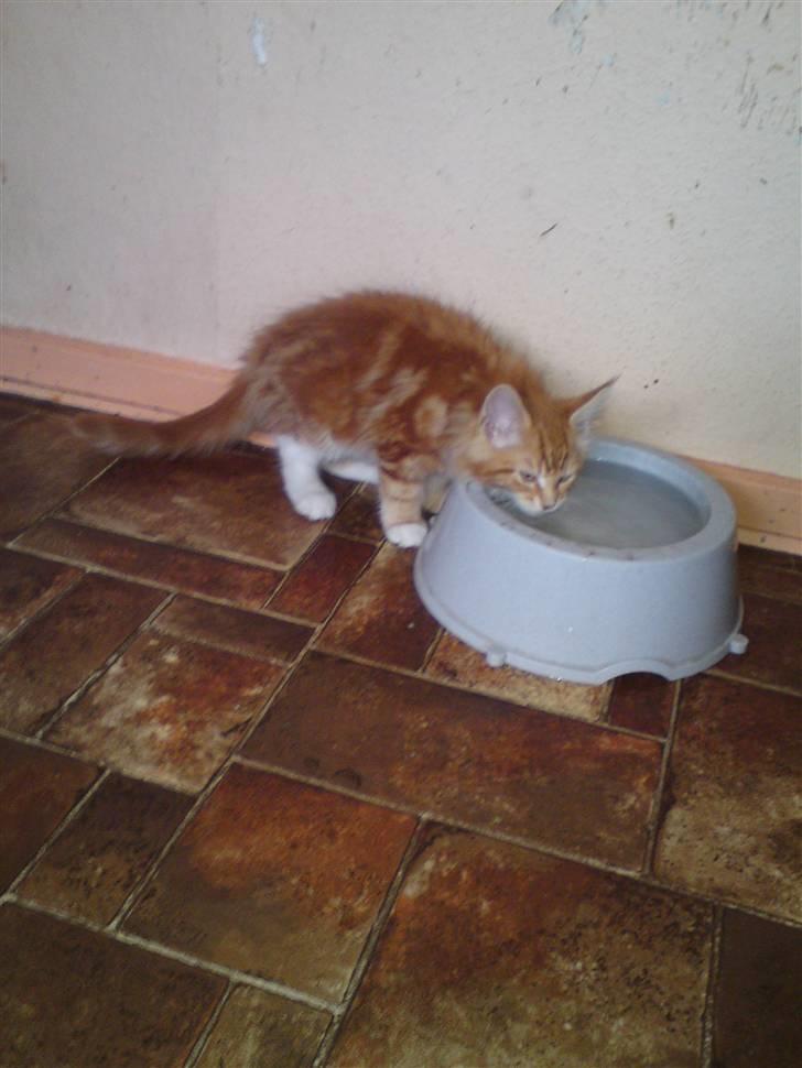 Maine Coon DK KHcoon's Elton John - Elton lige da jeg havde fået ham 12 uger gamel billede 5