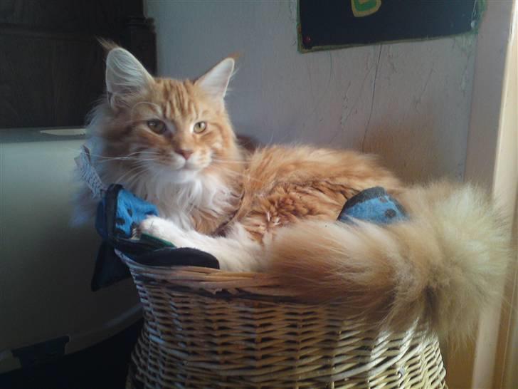 Maine Coon DK KHcoon's Elton John billede 6