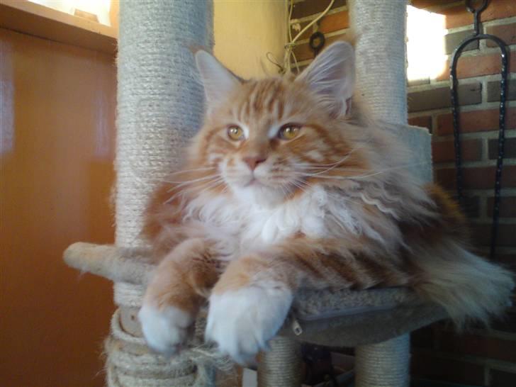 Maine Coon DK KHcoon's Elton John billede 7
