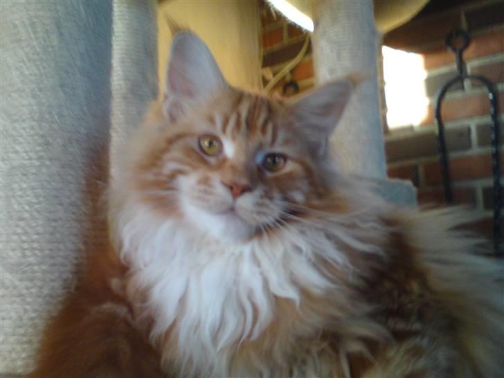 Maine Coon DK KHcoon's Elton John billede 8