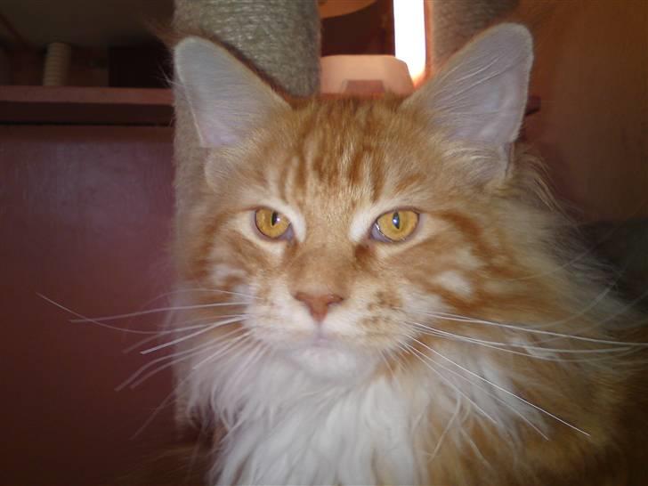 Maine Coon DK KHcoon's Elton John billede 9