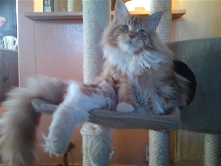 Maine Coon DK KHcoon's Elton John billede 10