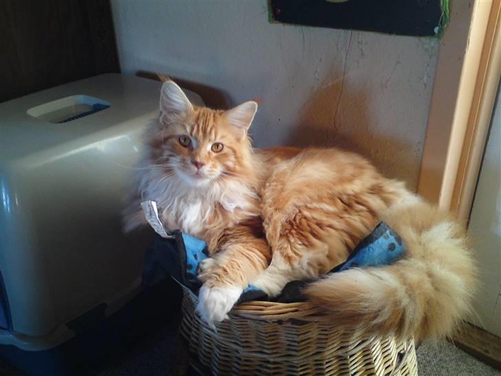 Maine Coon DK KHcoon's Elton John billede 11