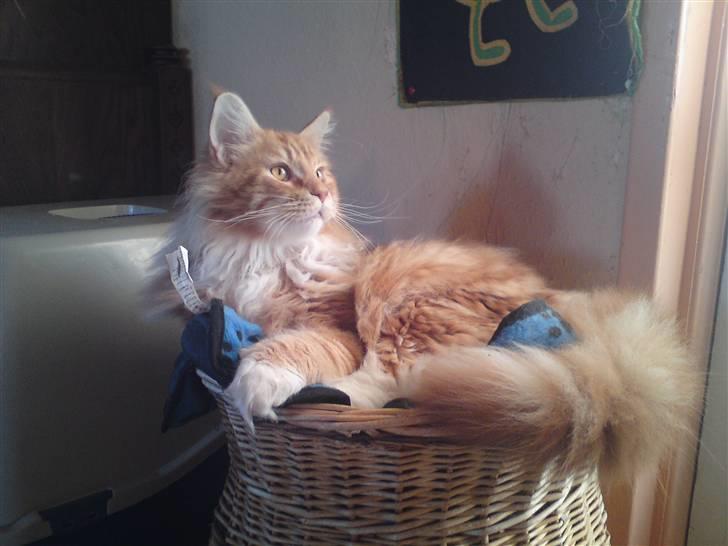 Maine Coon DK KHcoon's Elton John - jeg kan godt se godt ud billede 12