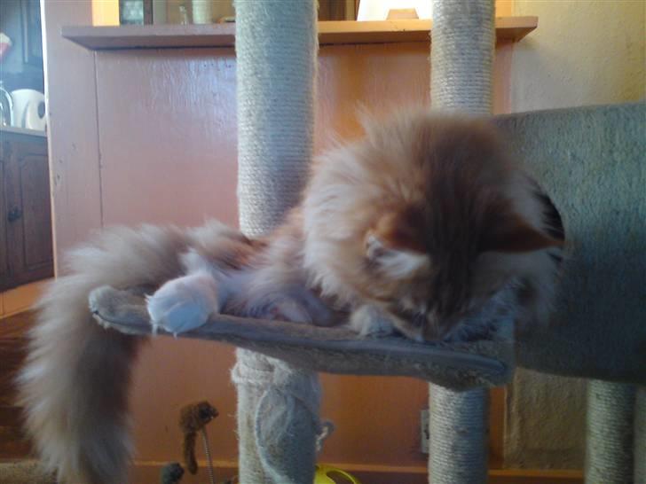 Maine Coon DK KHcoon's Elton John - Hov en mus  billede 13