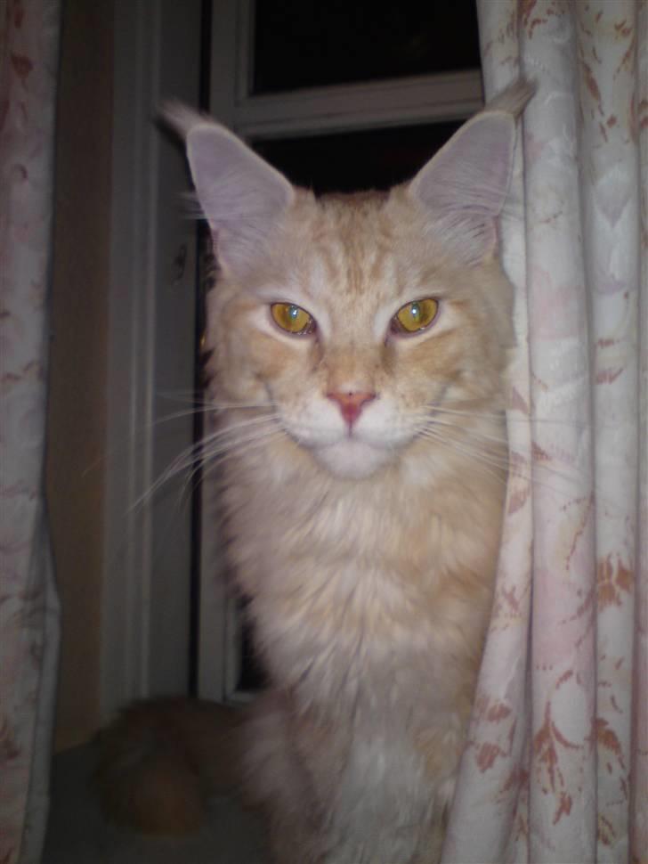 Maine Coon DK KHcoon's Enzo - Meget stolt løve billede 1