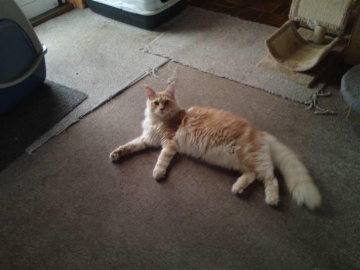 Maine Coon DK KHcoon's Enzo billede 2