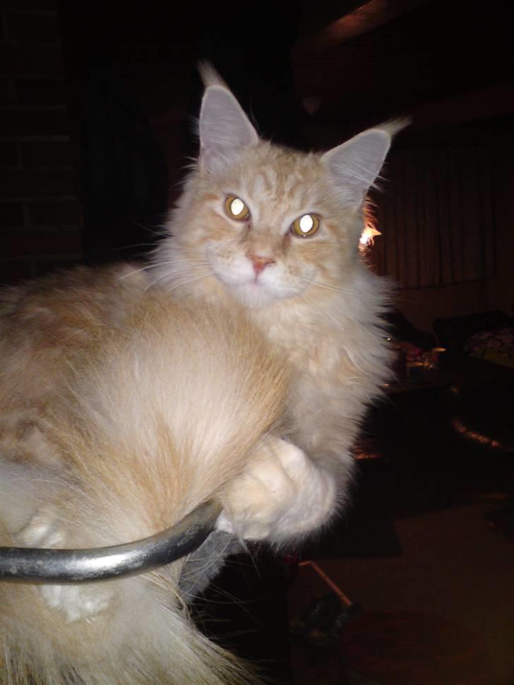 Maine Coon DK KHcoon's Enzo billede 3