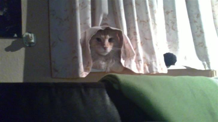 Maine Coon DK KHcoon's Enzo - Hvorfor griner i af mig  billede 4