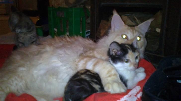 Maine Coon DK KHcoon's Enzo - jeg holder lige så forsigtig rundt om lille my hun er jo ikke så stor  billede 5