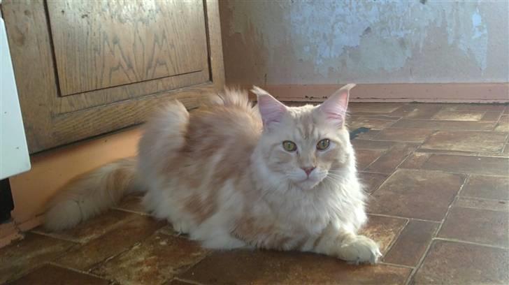 Maine Coon DK KHcoon's Enzo billede 6