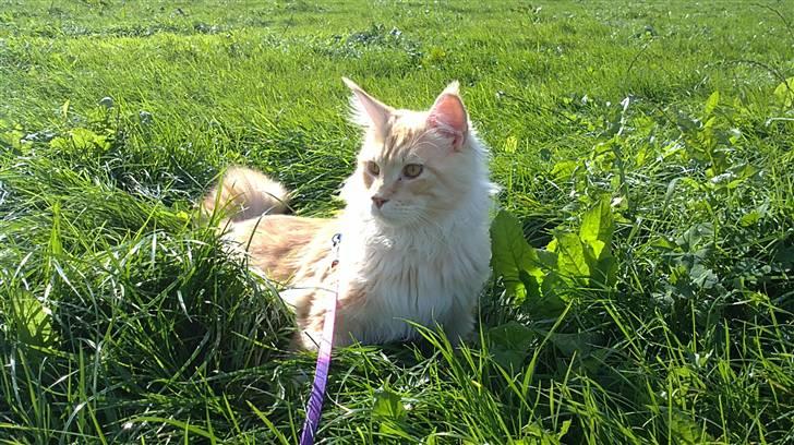 Maine Coon DK KHcoon's Enzo billede 7