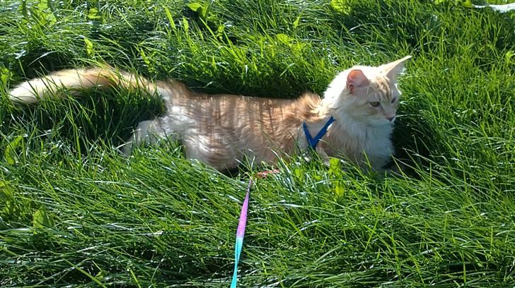 Maine Coon DK KHcoon's Enzo billede 8