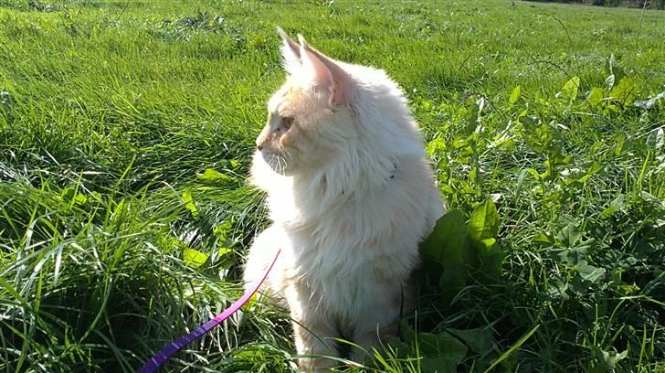 Maine Coon DK KHcoon's Enzo - Der var noget der over mor  billede 9