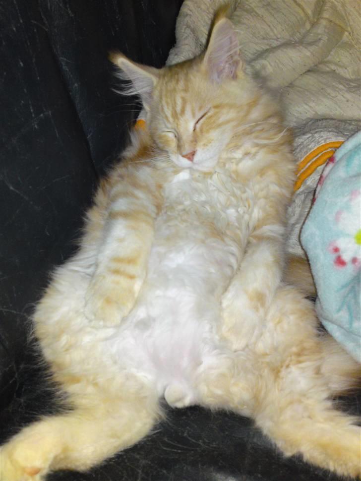 Maine Coon DK KHcoon's Enzo - 12 uger lige kommet hjem til mig og meget afslappet billede 10