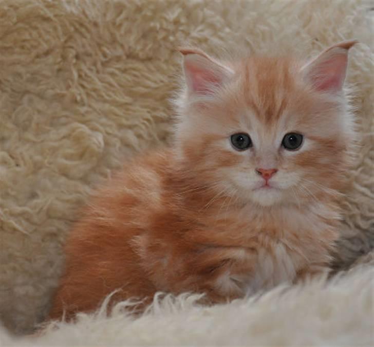 Maine Coon DK KHcoon's Enzo - som lille uldtot billede 11