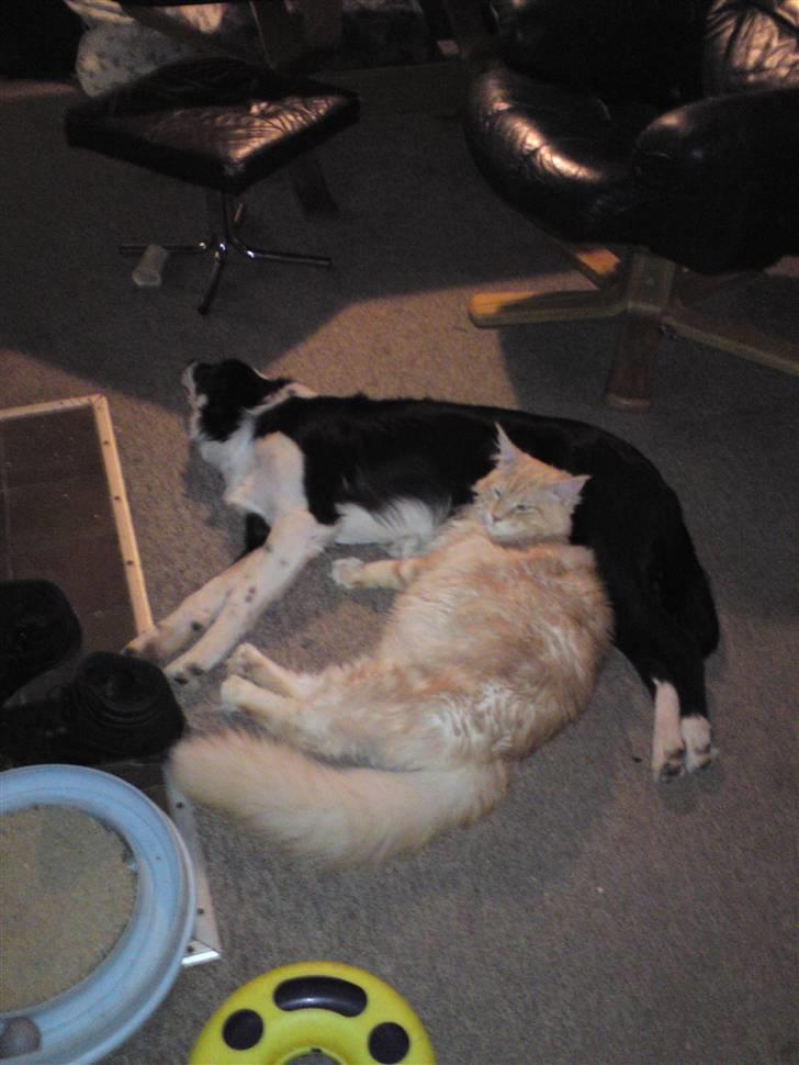 Maine Coon DK KHcoon's Enzo - Han er meget glad for hundene  billede 12