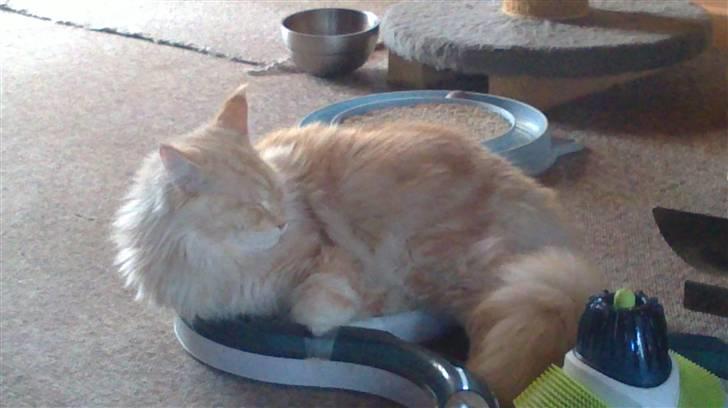 Maine Coon DK KHcoon's Enzo - Jeg kan sagtens nå at ligge her billede 13