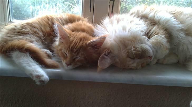 Maine Coon DK KHcoon's Enzo - Da elton var lille billede 15