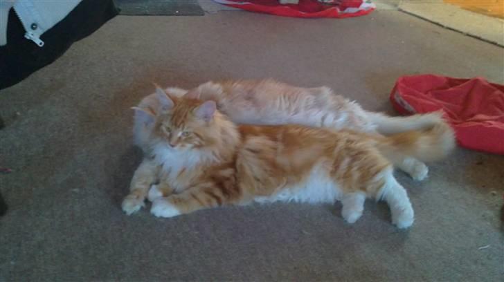 Maine Coon DK KHcoon's Enzo - Nu gider jeg ikke flere billeder gemmer mig bag Elton  billede 16