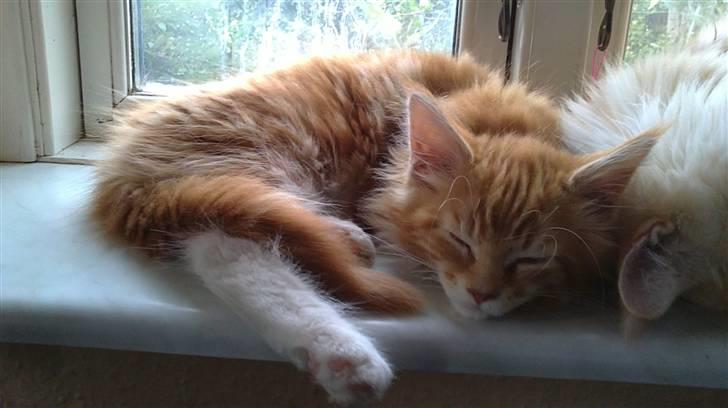 Maine Coon DK KHcoon's Elton John - Da Elton var 12 uger  billede 14