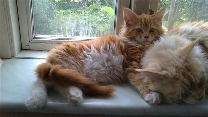 Maine Coon DK KHcoon's Elton John - 12 Uger billede 15