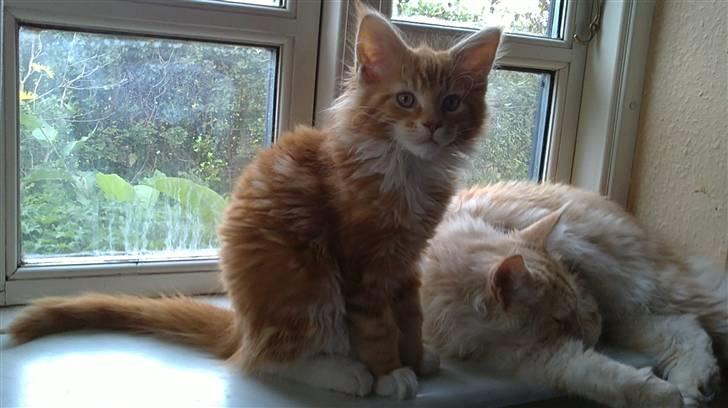 Maine Coon DK KHcoon's Elton John - 12 Uger billede 16