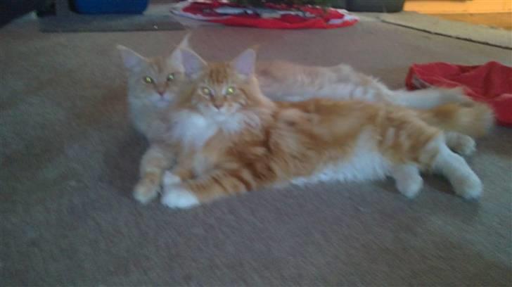 Maine Coon DK KHcoon's Elton John - Dejliogt at ligg eved siden af storbror billede 17