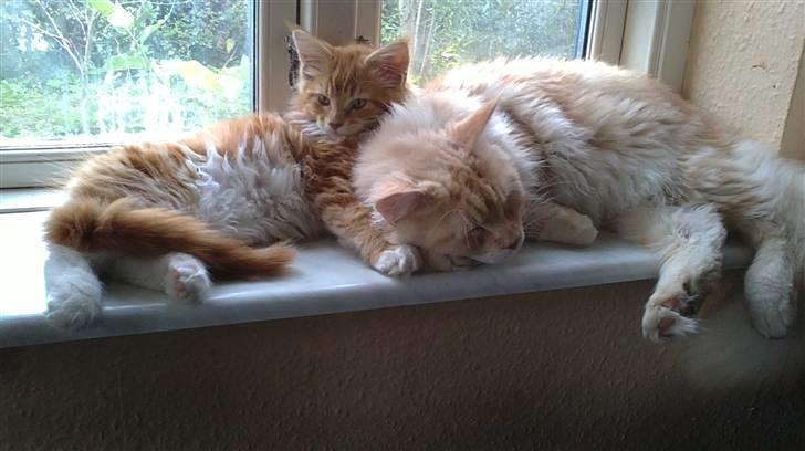 Maine Coon DK KHcoon's Elton John - Dejligt at have en storbror at putte ind til når verden bliver for stor  billede 18