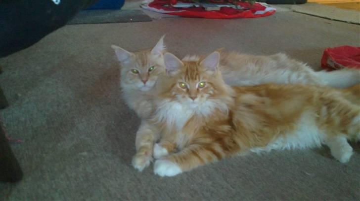 Maine Coon DK KHcoon's Elton John - hygge billede 19