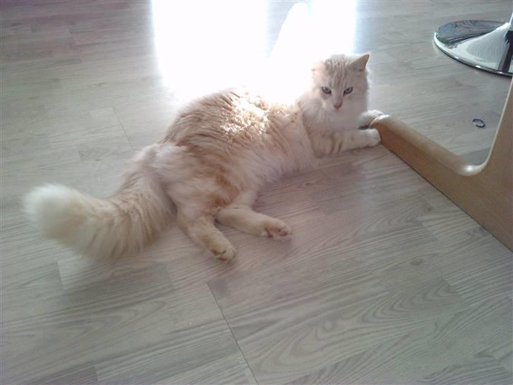 Blanding af racer marco billede 11