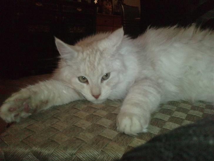 Blanding af racer marco billede 12