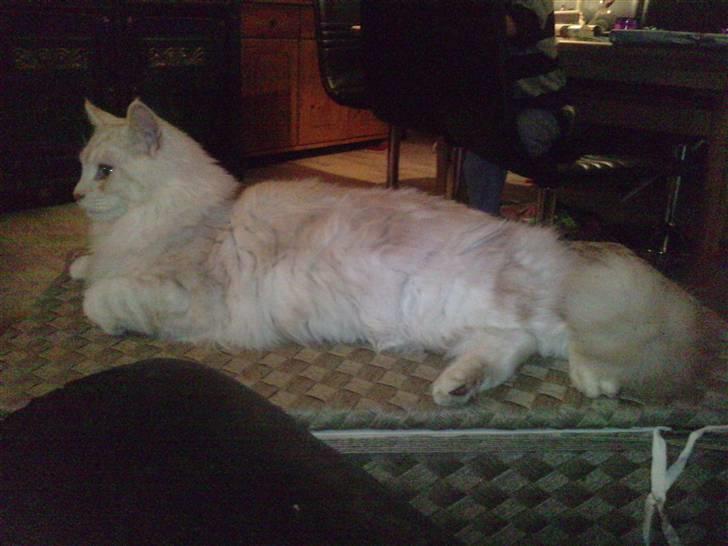 Blanding af racer marco billede 13