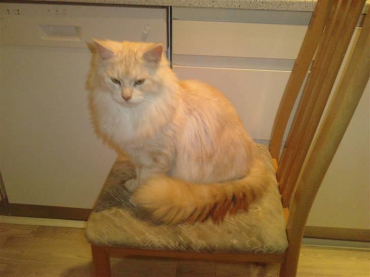 Blanding af racer marco billede 14