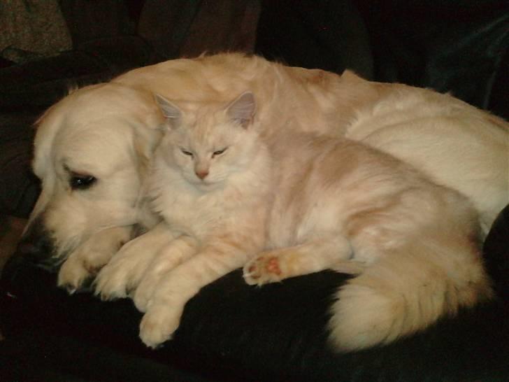 Blanding af racer marco billede 15