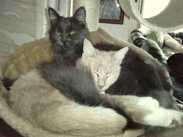 Blanding af racer Aurelia billede 20