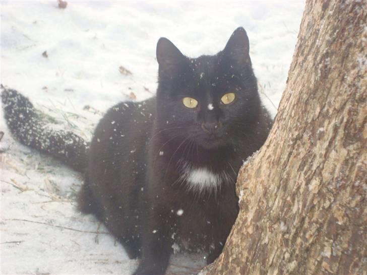 Huskat Black Jack <3 R.I.P. billede 15