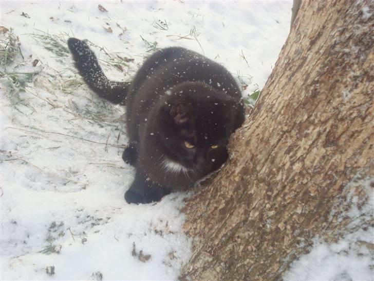 Huskat Black Jack <3 R.I.P. billede 16