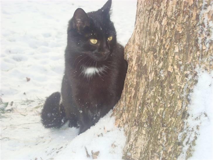 Huskat Black Jack <3 R.I.P. billede 17