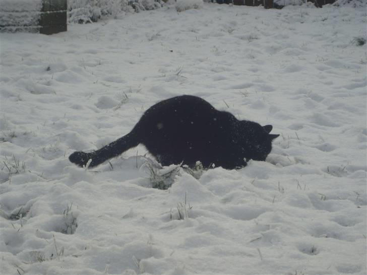 Huskat Black Jack <3 R.I.P. billede 19