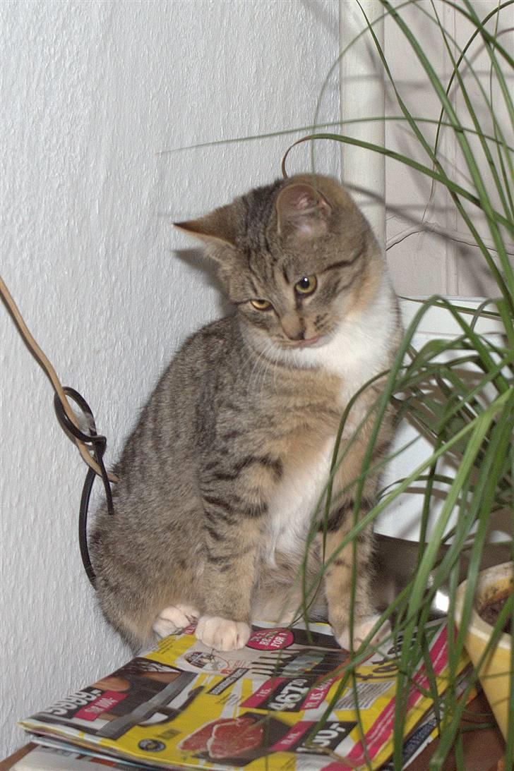 Blanding af racer Bjarne 2 billede 6