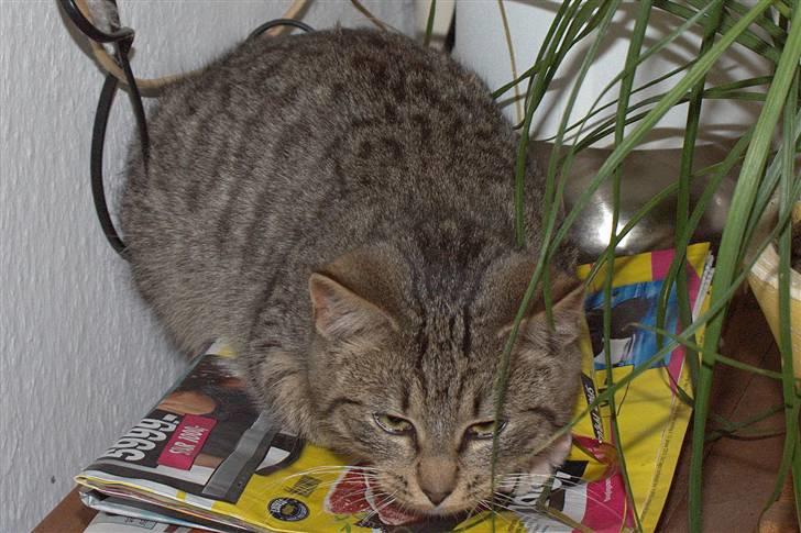 Blanding af racer Bjarne 2 billede 7