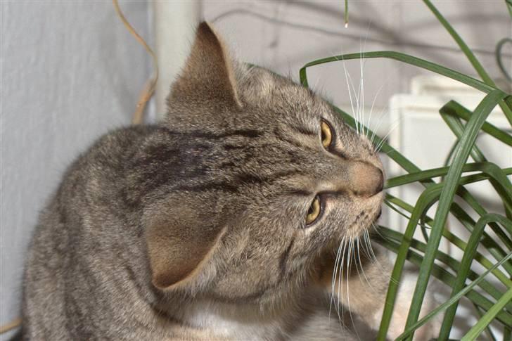 Blanding af racer Bjarne 2 billede 8