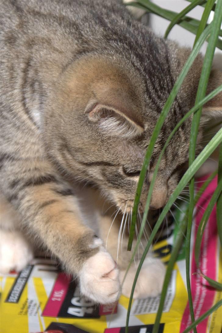 Blanding af racer Bjarne 2 billede 9