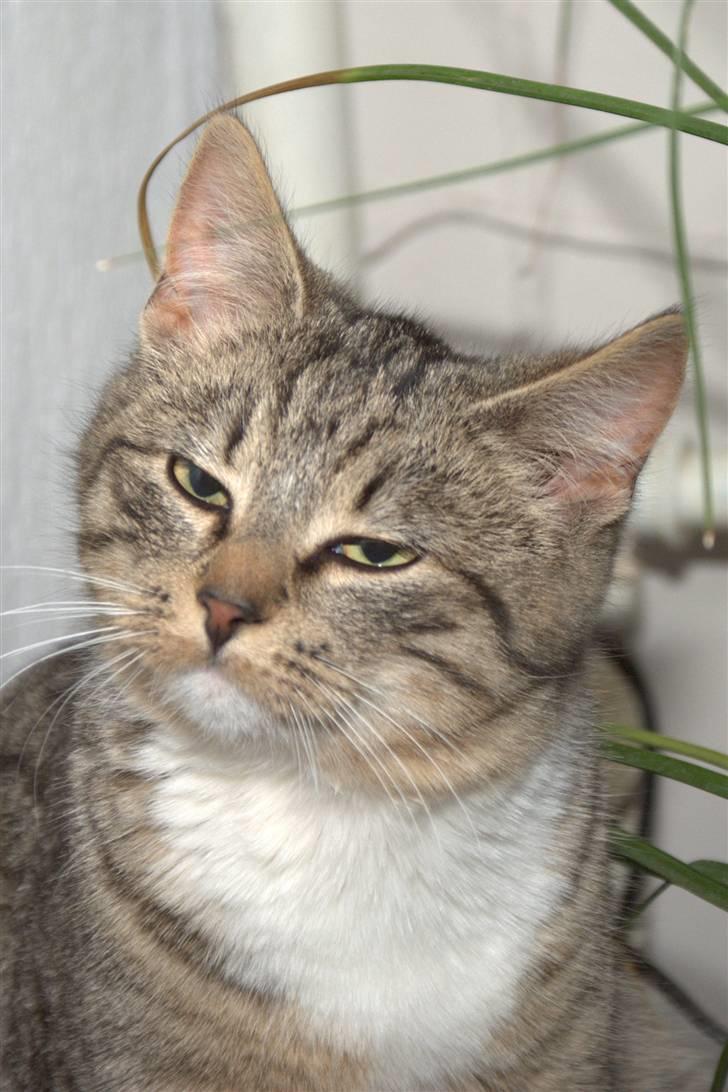 Blanding af racer Bjarne 2 billede 10