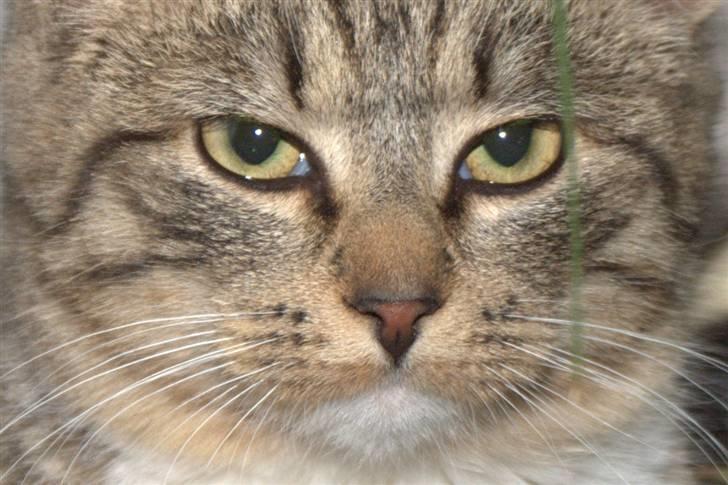 Blanding af racer Bjarne 2 billede 11