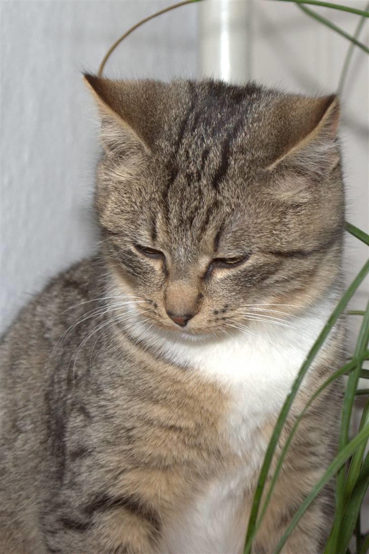 Blanding af racer Bjarne 2 billede 12