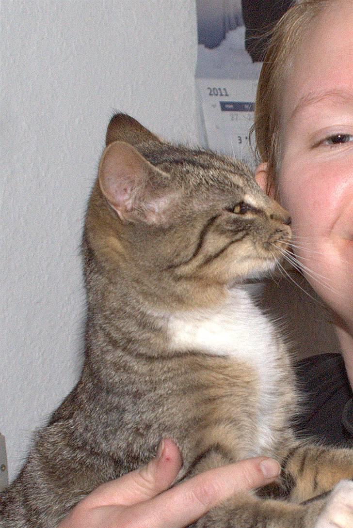 Blanding af racer Bjarne 2 billede 14