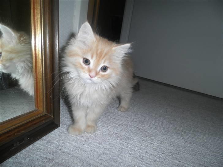 Blanding af racer Simba - En rigtig Smuksak :o) billede 1