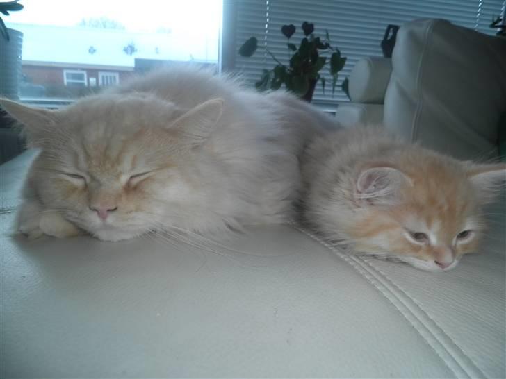 Blanding af racer Simba - Sover ved siden af far, jeg ligner ham da vist lidt ;o) billede 2